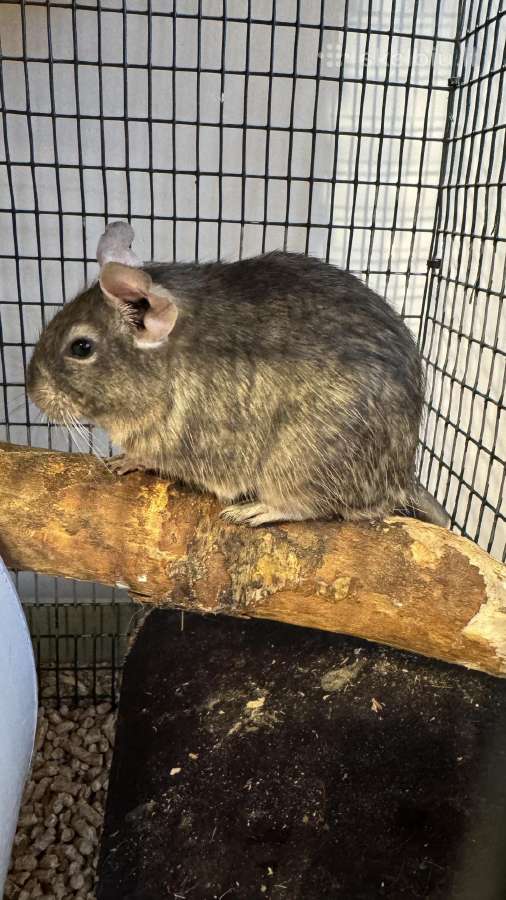 Dovanojami 2 Degu peliukai su narvu - nuotraukos Nr. 4