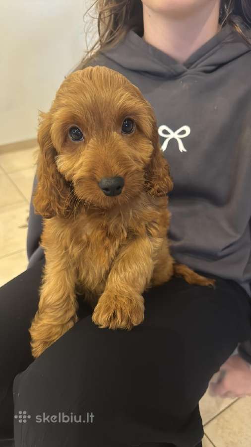 Cockapoo du berniukas - nuotraukos Nr. 7