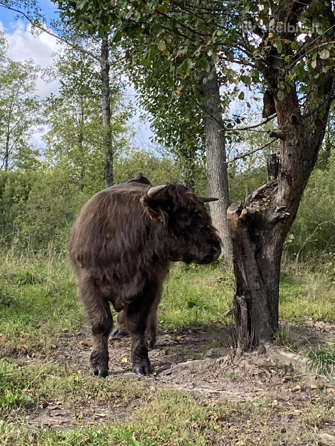 Grynaveisliai 100 % Hailendų buliukai - nuotraukos Nr. 2