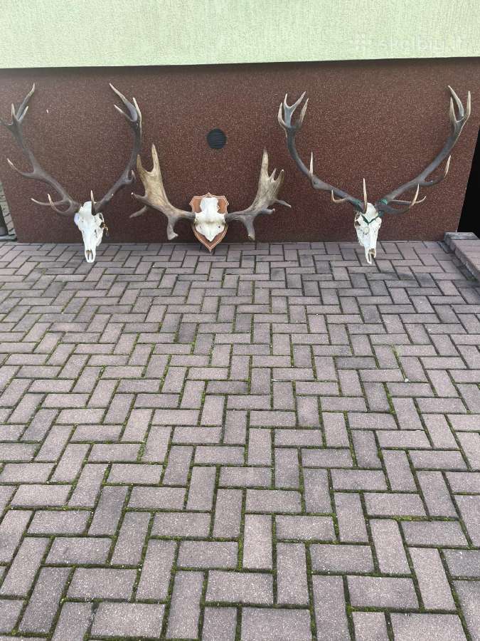 Elnių ir briedžio ragai - nuotraukos Nr. 2