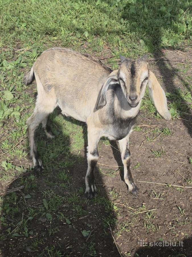 An ožkos ir jaunimas - nuotraukos Nr. 5