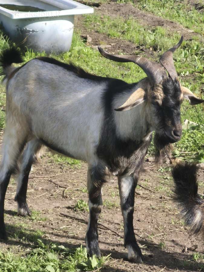 An ožkos ir jaunimas - nuotraukos Nr. 8