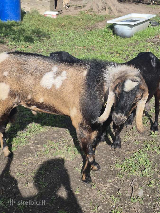 An ožkos ir jaunimas - nuotraukos Nr. 10