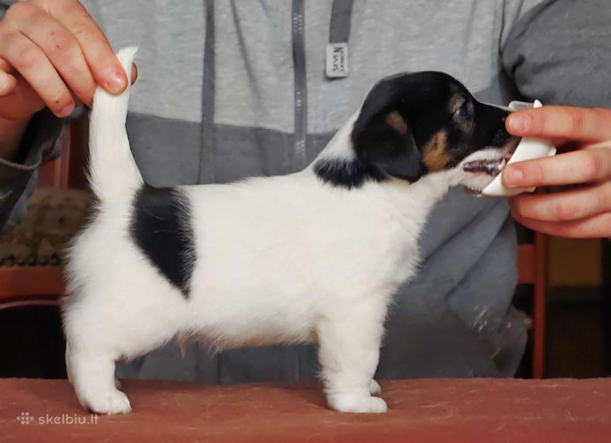 Džeko Raselo terjerai - Jack Russell terrier - nuotraukos Nr. 3