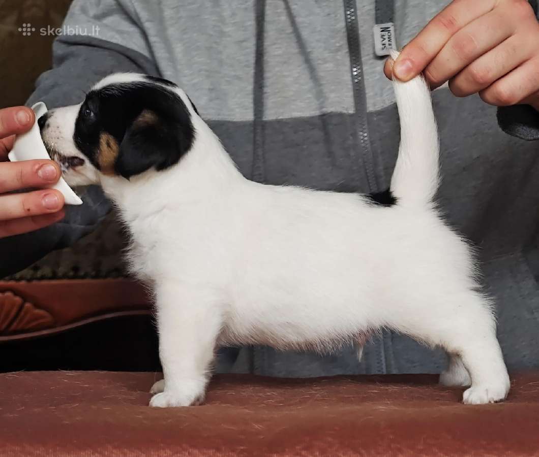 Džeko Raselo terjerai - Jack Russell terrier - nuotraukos Nr. 4