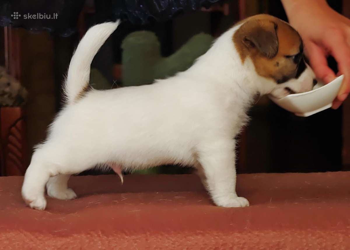 Džeko Raselo terjerai - Jack Russell terrier - nuotraukos Nr. 5