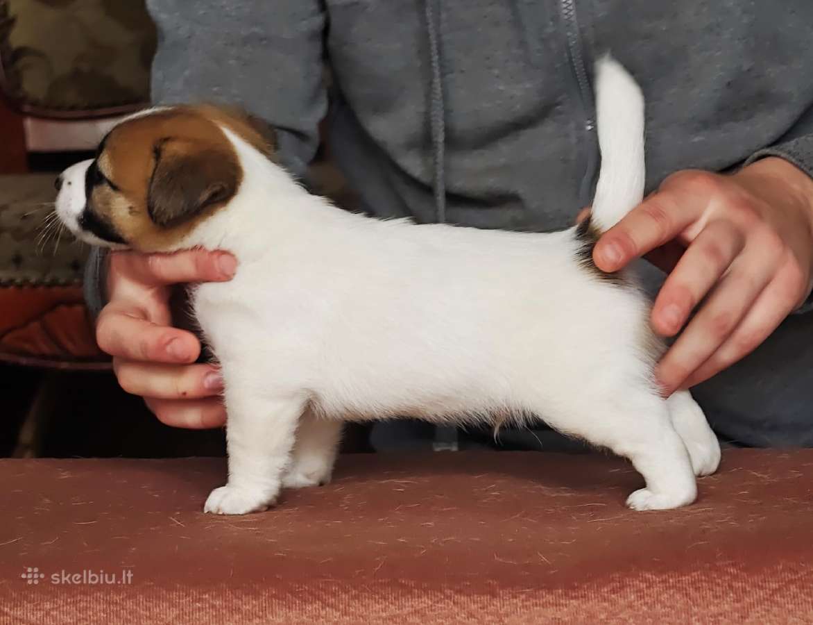 Džeko Raselo terjerai - Jack Russell terrier - nuotraukos Nr. 6