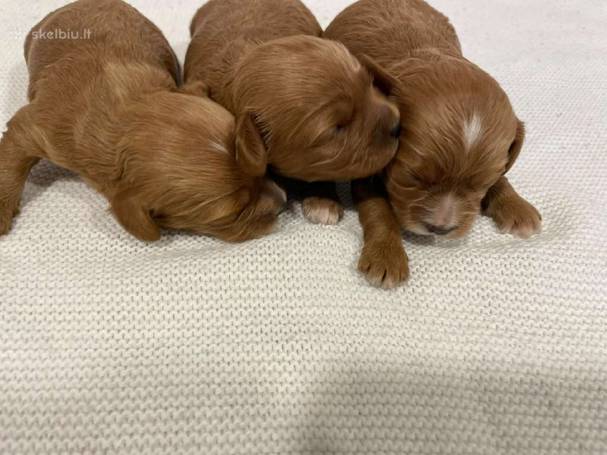 Cavapoo - nuotraukos Nr. 3