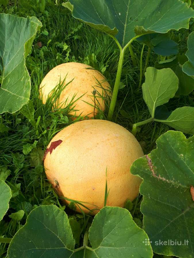 Moliūgai - nuotraukos Nr. 2