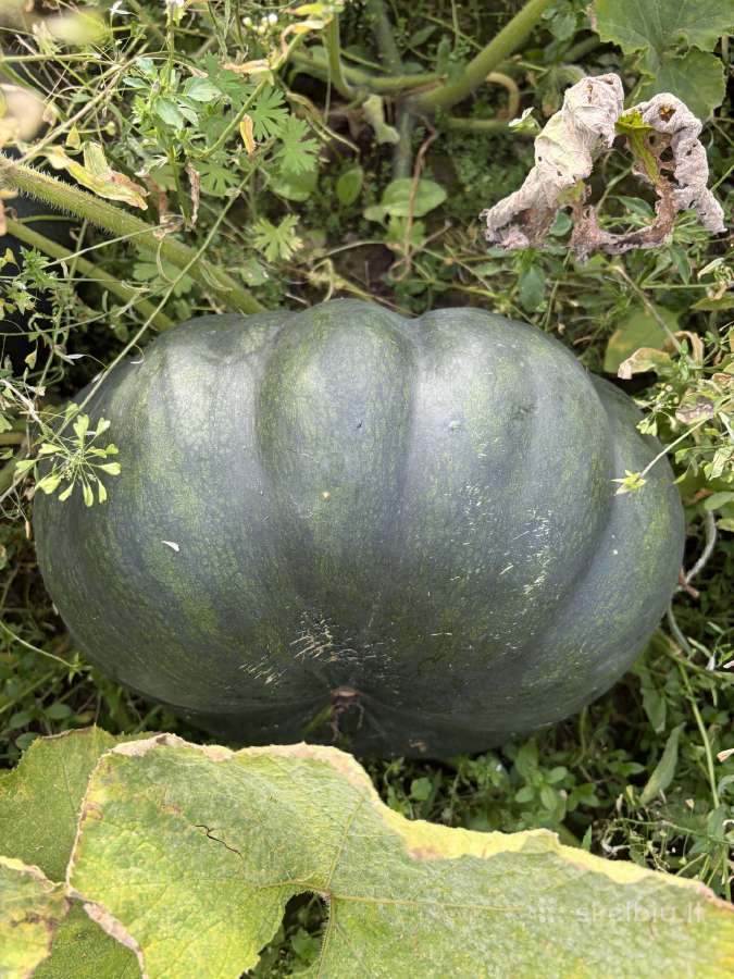 Moliūgai - nuotraukos Nr. 3