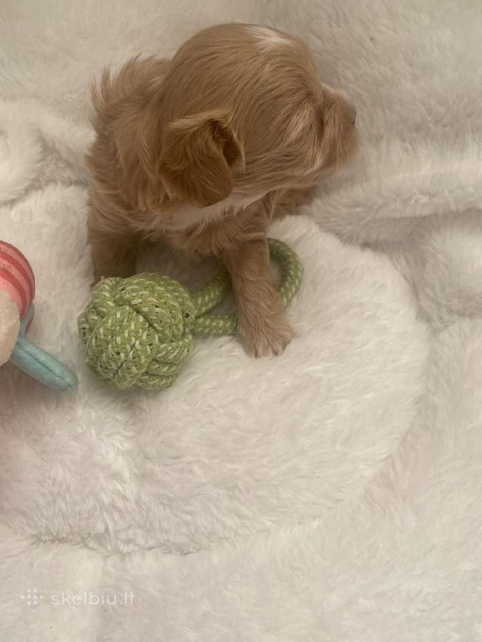 Maltipoo - nuotraukos Nr. 2