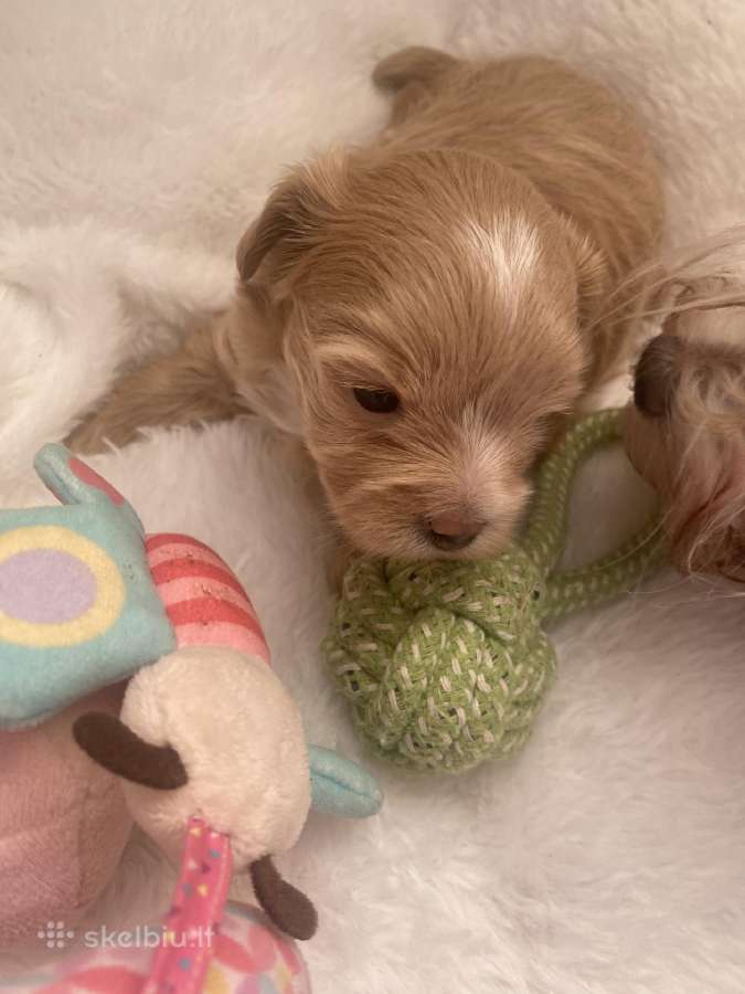 Maltipoo - nuotraukos Nr. 3