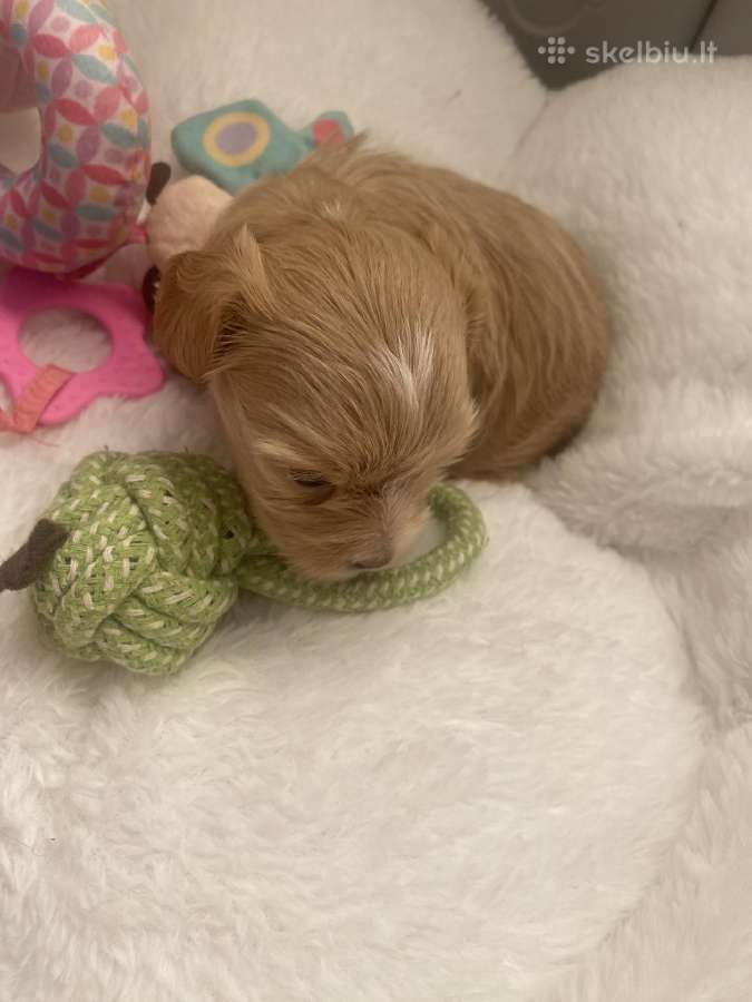 Maltipoo - nuotraukos Nr. 4
