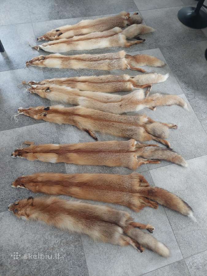 Lapės kailiai - nuotraukos Nr. 2