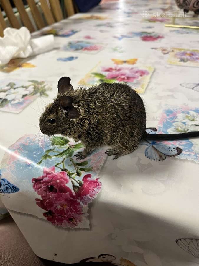 Degu grauzikai trys broliukai - nuotraukos Nr. 2