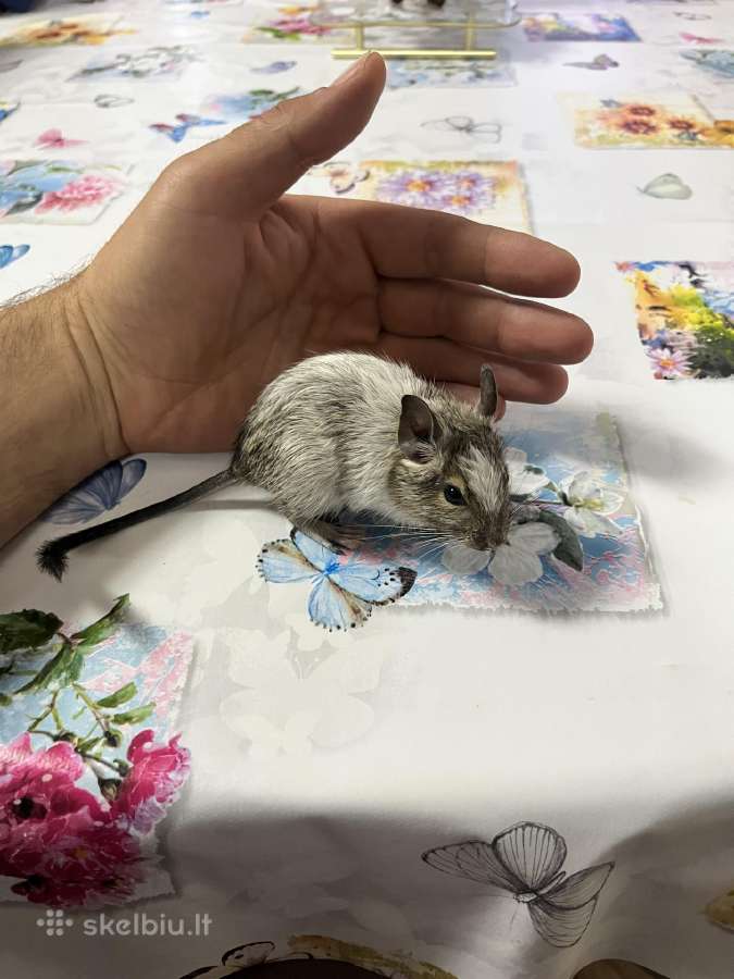 Degu grauzikai trys broliukai - nuotraukos Nr. 3