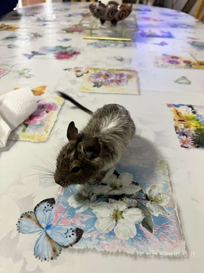 Degu grauzikai trys broliukai - nuotraukos Nr. 4