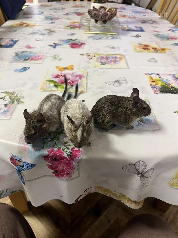 Degu grauzikai trys broliukai - nuotraukos Nr. 5