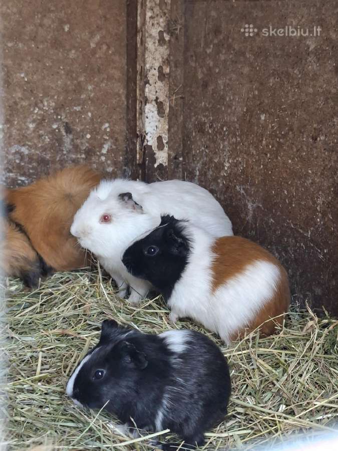 Jūrų kiaulytės ieško naujų namų - nuotraukos Nr. 2