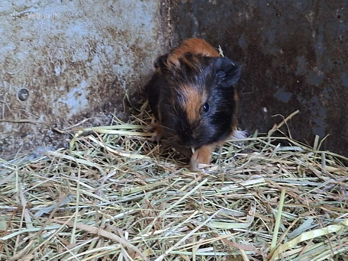Jūrų kiaulytės ieško naujų namų - nuotraukos Nr. 3