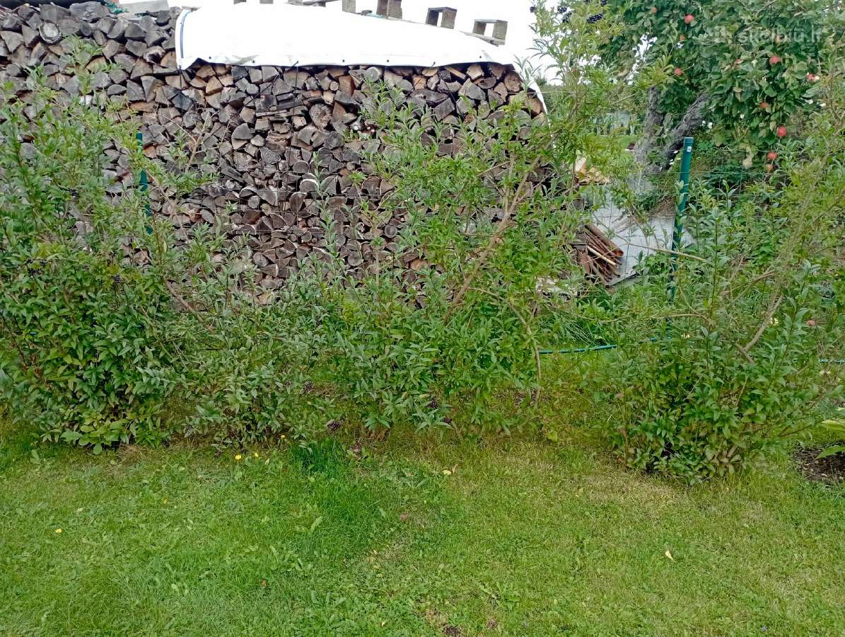 Dovanoju gyvatvorę - nuotraukos Nr. 2
