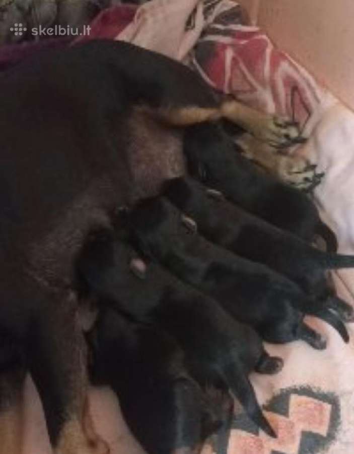 Gražūs mažyliukai/2mėn - nuotraukos Nr. 2