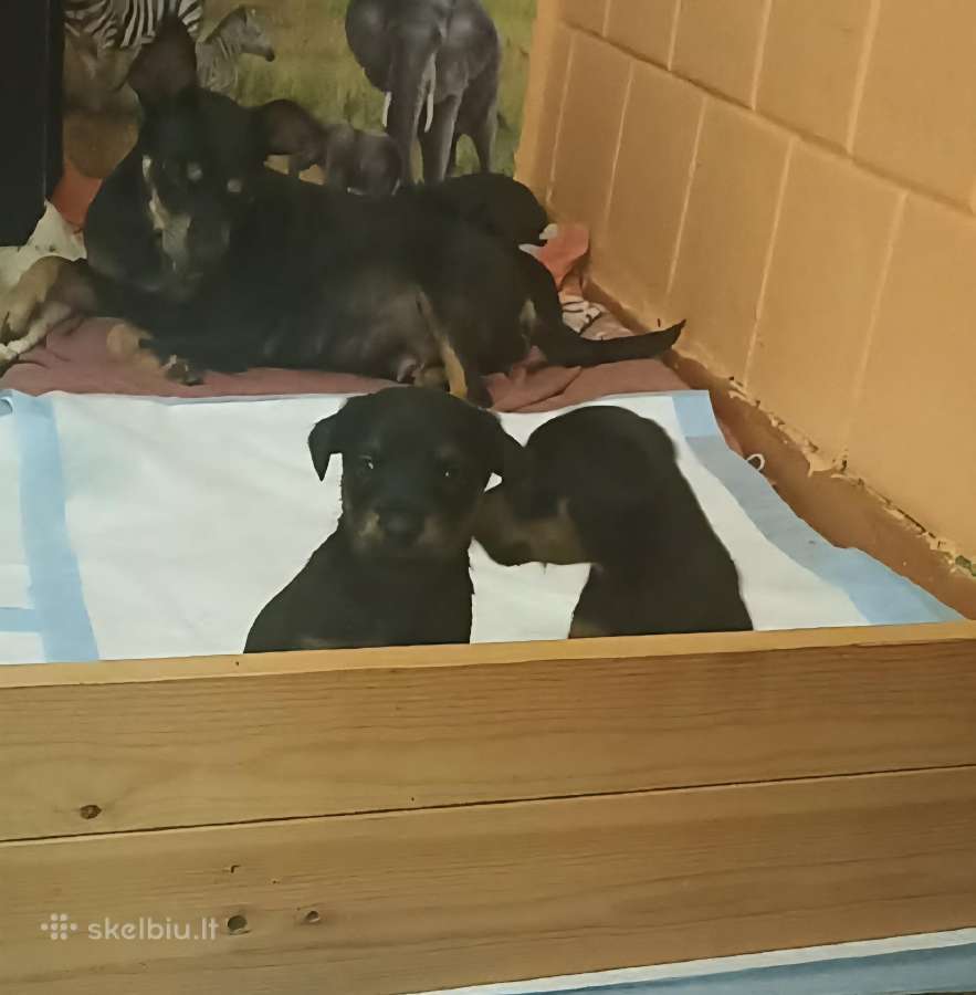 Gražūs mažyliukai/2mėn - nuotraukos Nr. 6