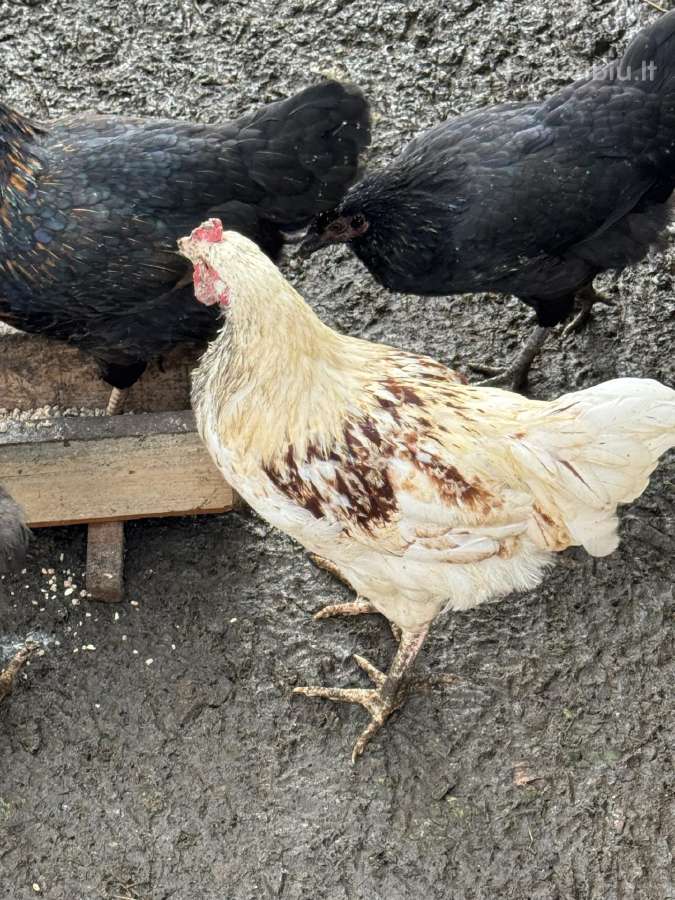 Parduodami gaidžiai - nuotraukos Nr. 2