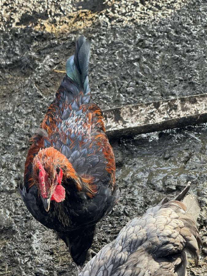 Parduodami gaidžiai - nuotraukos Nr. 3