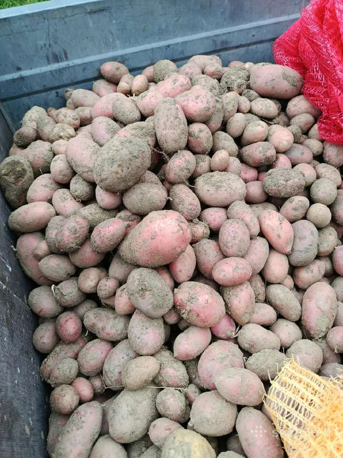 Maistinės bulves - nuotraukos Nr. 2