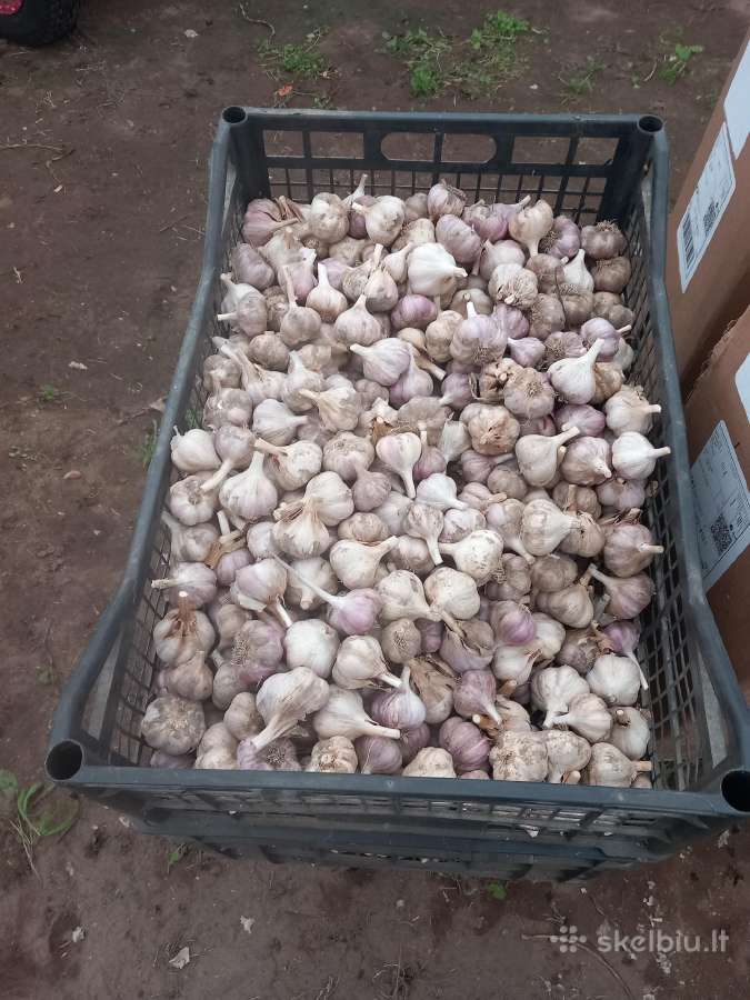 Ekologiški žieminiai česnakai - nuotraukos Nr. 4