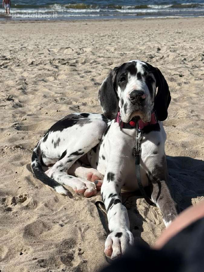 Vokiečių marmurinis dogas-harlequin Great Dane - nuotraukos Nr. 3