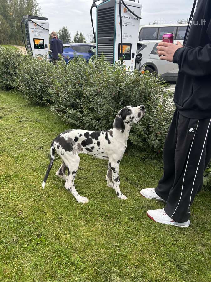 Vokiečių marmurinis dogas-harlequin Great Dane - nuotraukos Nr. 4