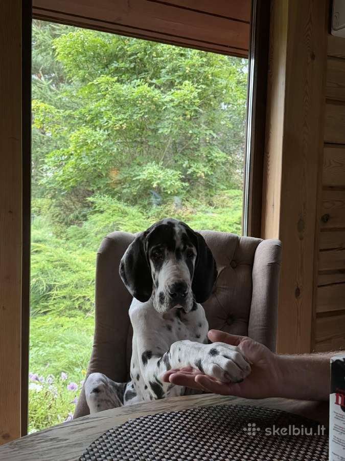 Vokiečių marmurinis dogas-harlequin Great Dane - nuotraukos Nr. 5