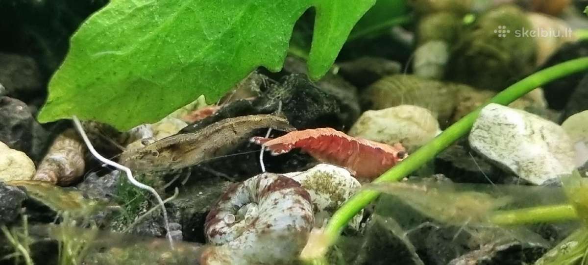 Akvariumas 54 l su spintele - nuotraukos Nr. 7