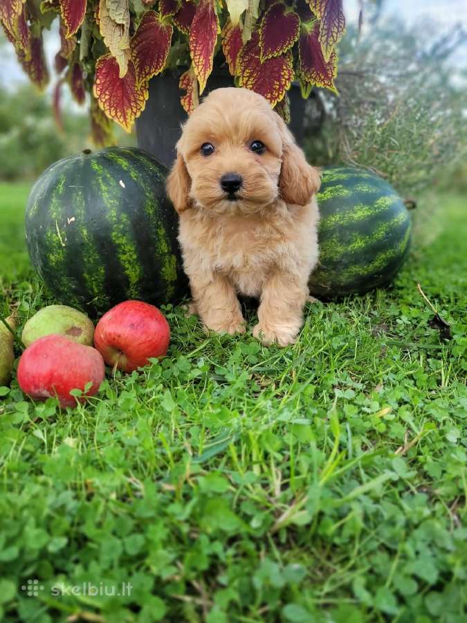 Eksliuzyviniai. Viens už kitą įdomesni - nuotraukos Nr. 12