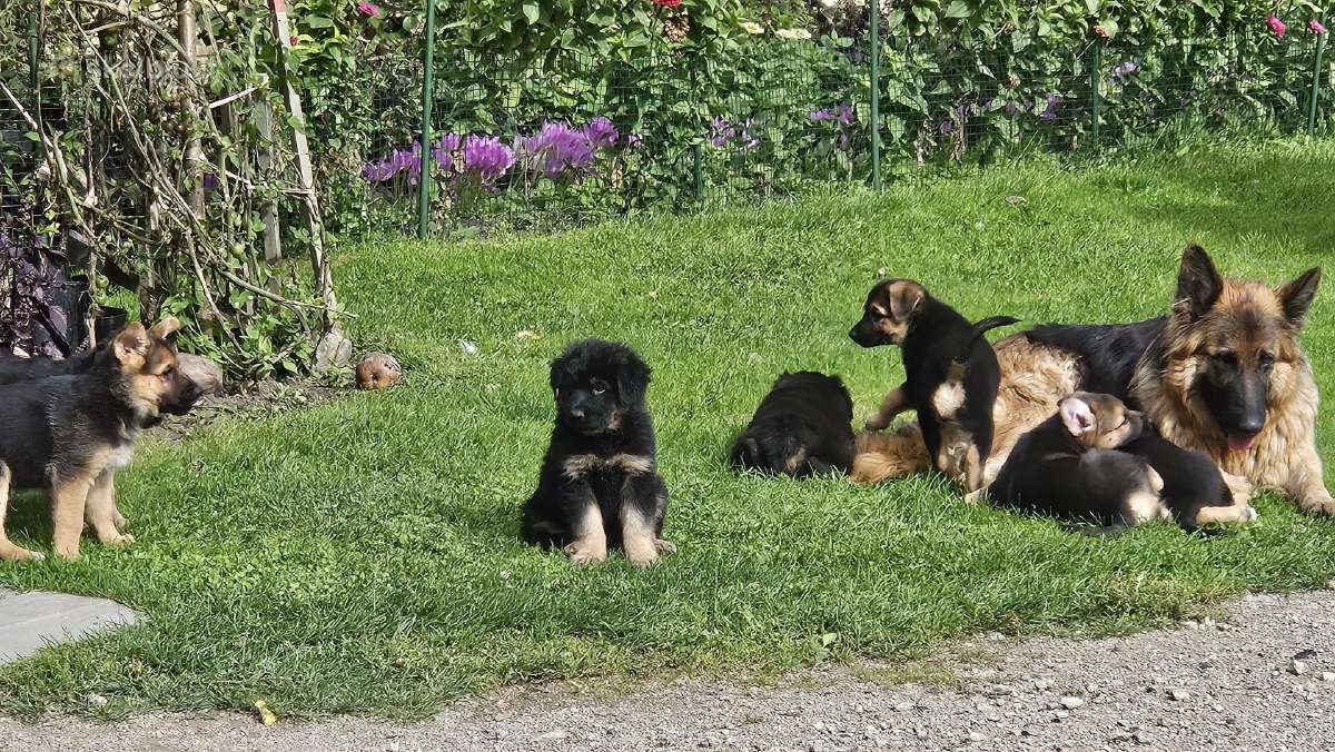 Vokiečių aviganiai - nuotraukos Nr. 19