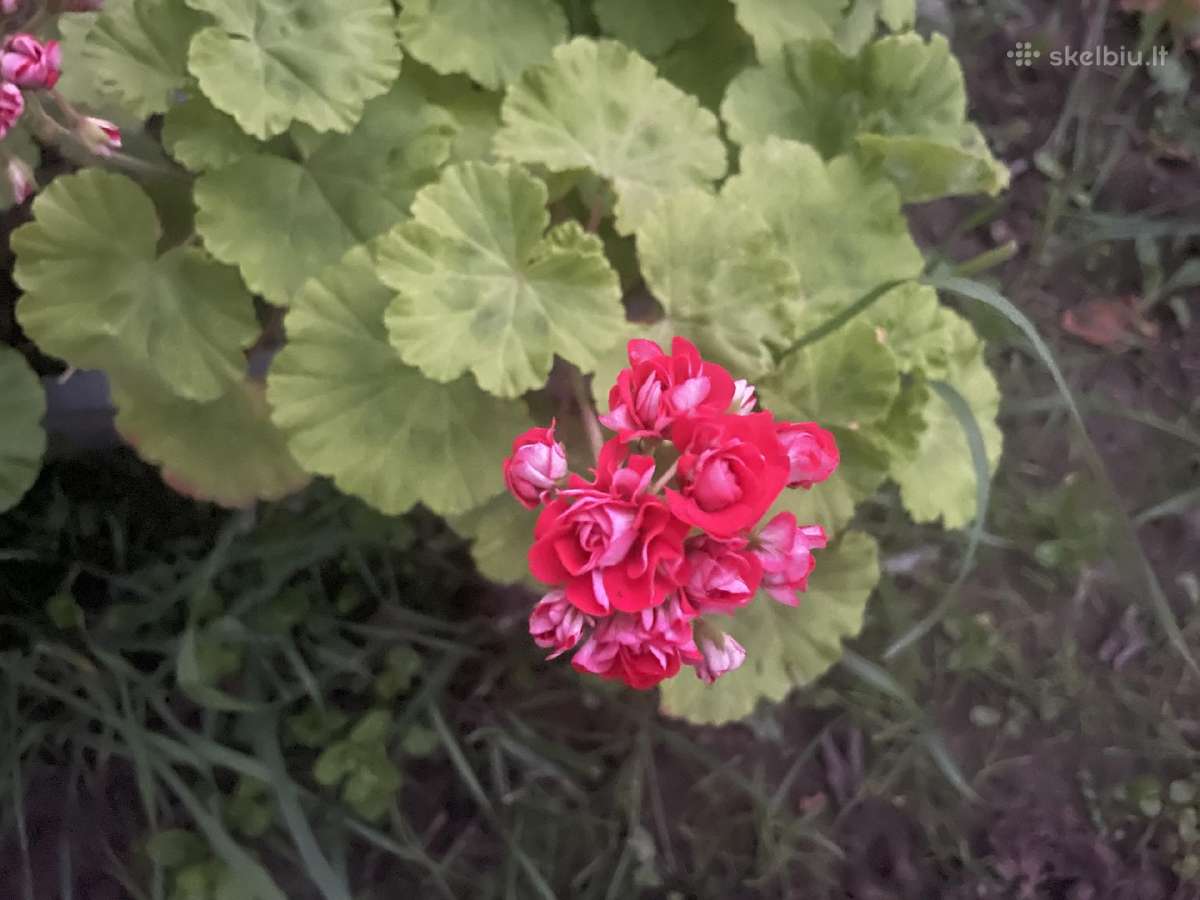 Rūšinės pelargonijos (2vnt) su loveliu - nuotraukos Nr. 2