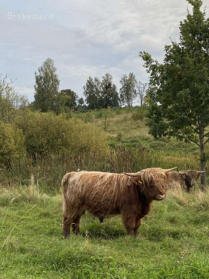 Grynaveisliai 100 % Hailendų buliukai - nuotraukos Nr. 5