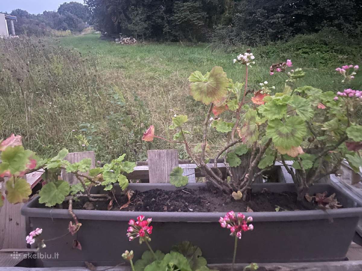 Rūšinės pelargonijos - nuotraukos Nr. 2