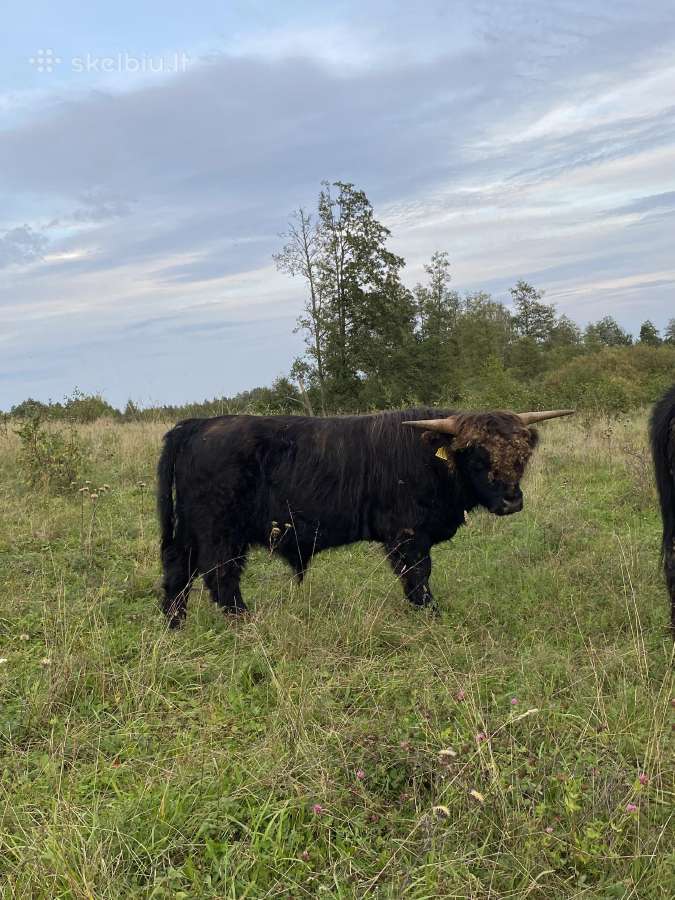 Grynaveisliai 100 % Hailendų buliukai - nuotraukos Nr. 6