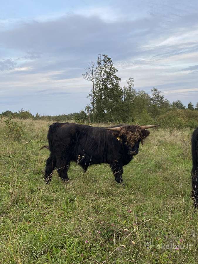 Grynaveisliai 100 % Hailendų buliukai - nuotraukos Nr. 7