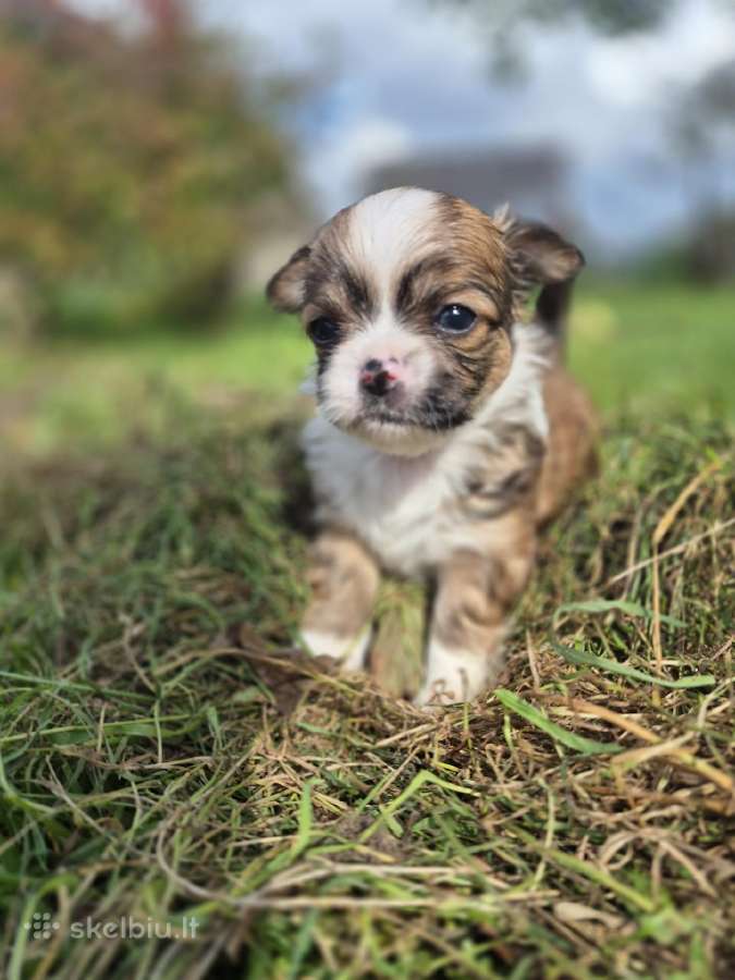 Chihuahua - nuotraukos Nr. 5