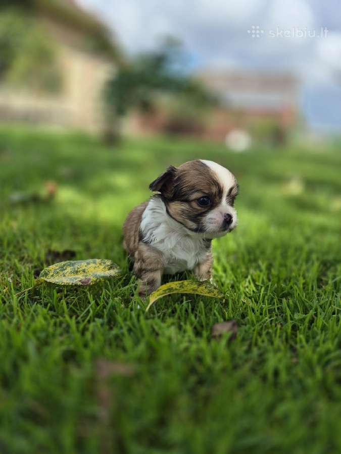Chihuahua - nuotraukos Nr. 16
