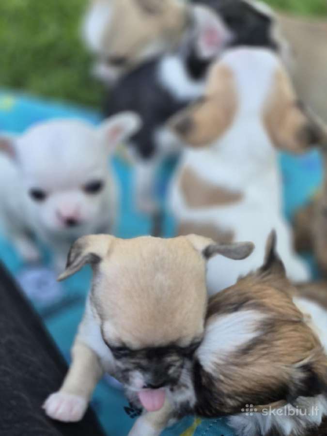 Chihuahua - nuotraukos Nr. 18