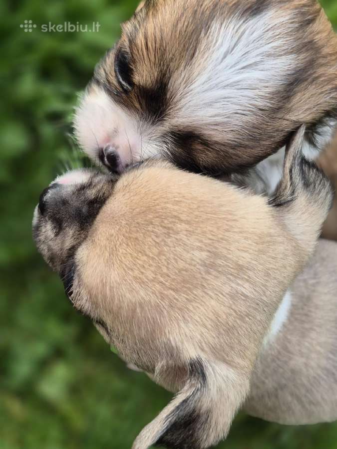 Chihuahua - nuotraukos Nr. 20