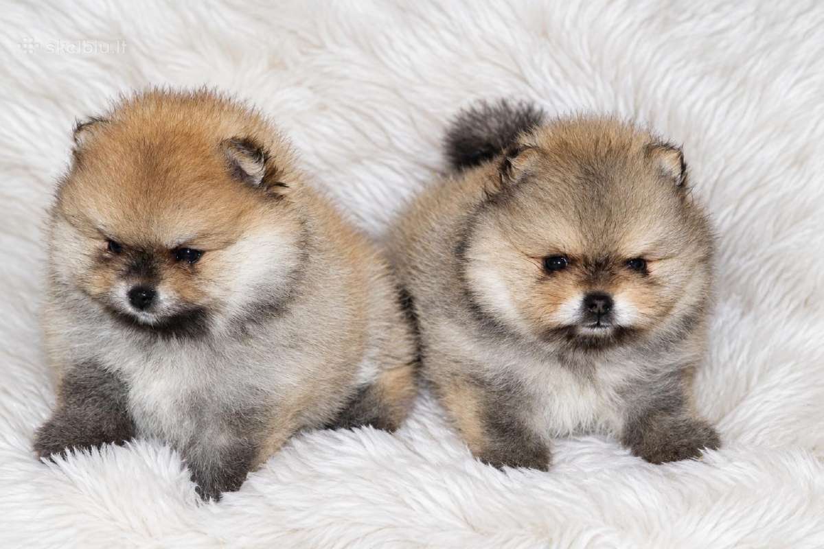 Parduodamas Pomeranijos špicų patinėlis - nuotraukos Nr. 2