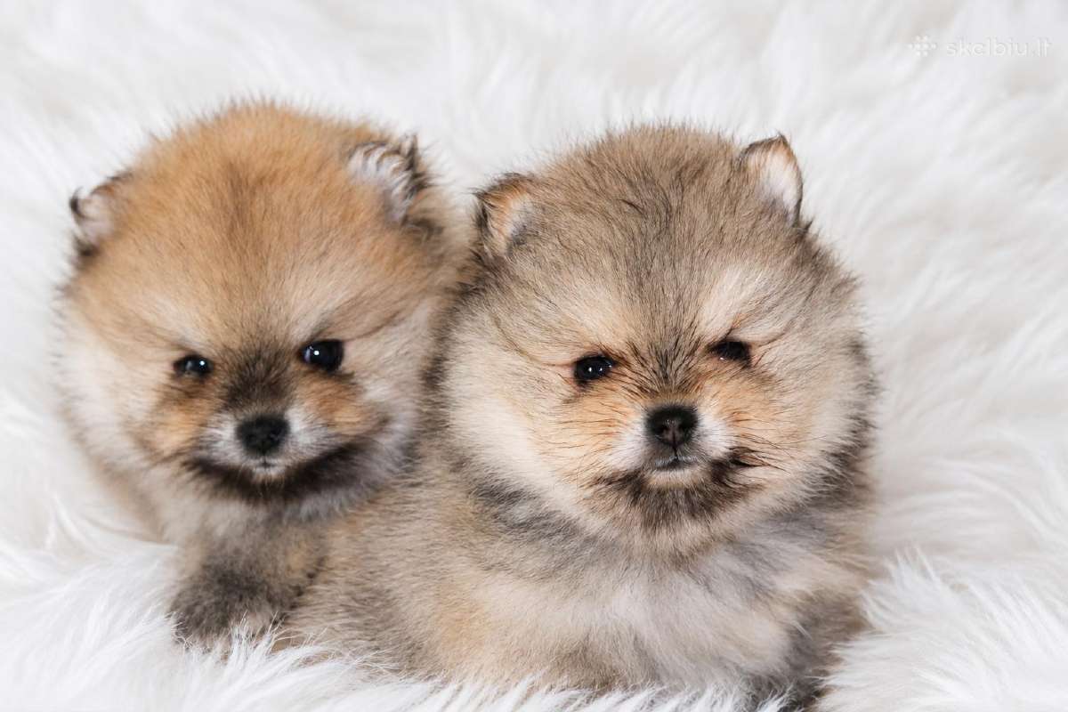 Parduodamas Pomeranijos špicų patinėlis - nuotraukos Nr. 5