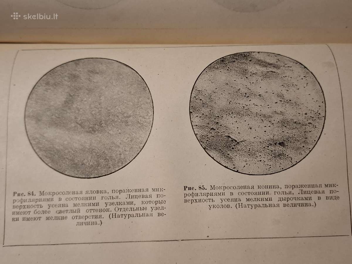 Odos žaliavos mikrobiologija - nuotraukos Nr. 8