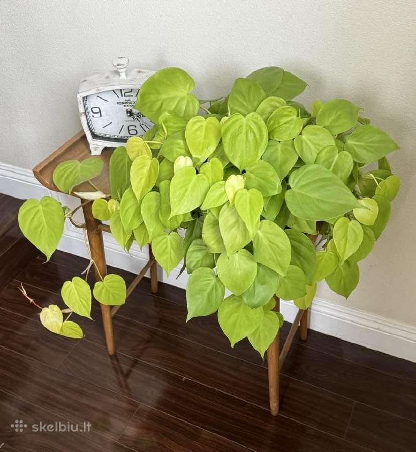 Philodendron Scandens 'Lemon Lime' - nuotraukos Nr. 6